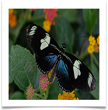 Doris Longwing Butterfly - Richard Nicholls